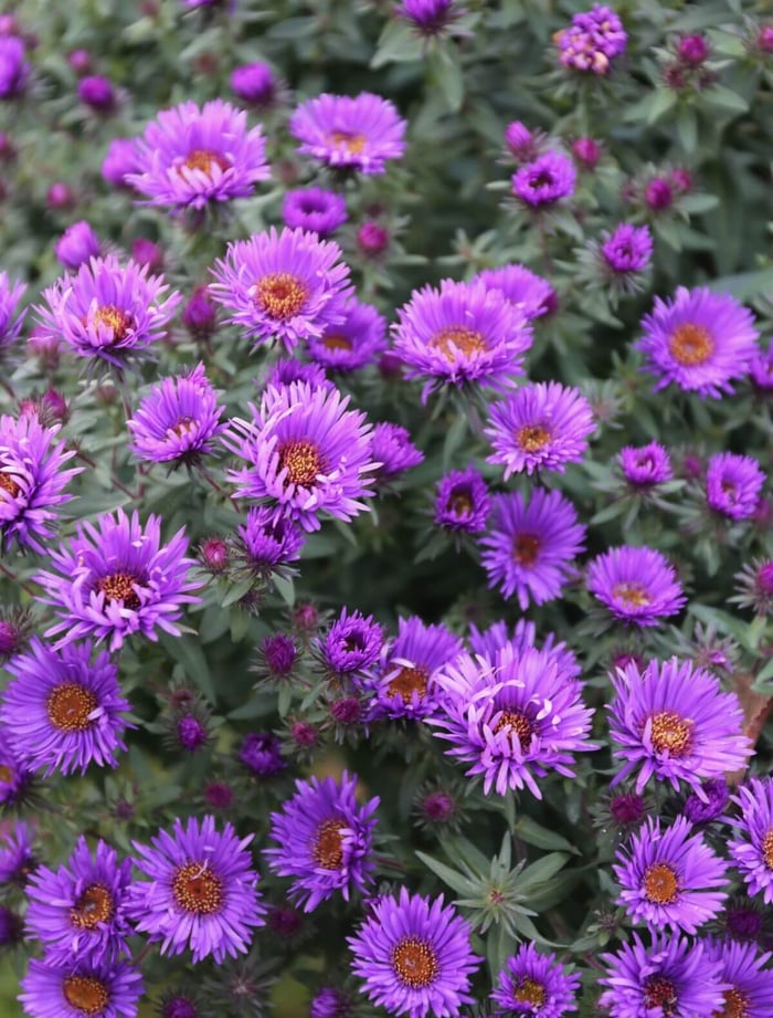 How to Use Purple Flowers in Your Garden - Longfield Gardens