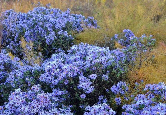 How to Use Blue Flowers in Your Garden - Longfield Gardens
