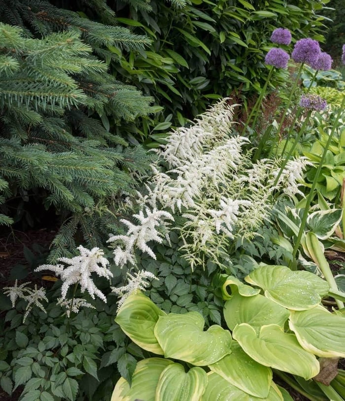 Best Companion Plants for Hostas - Longfield Gardens