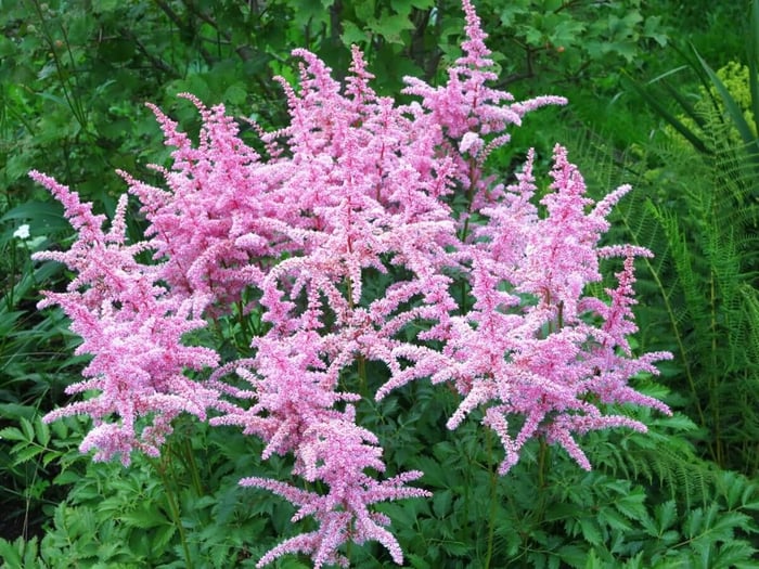 10 Easy Perennials for Shade - Longfield Gardens