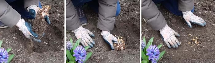 How to Plant Bare Root Perennials Longfield Gardens
