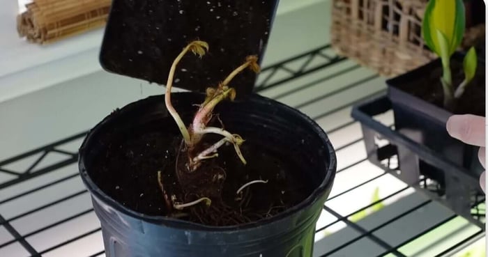 How to Plant Bare Root Perennials Longfield Gardens