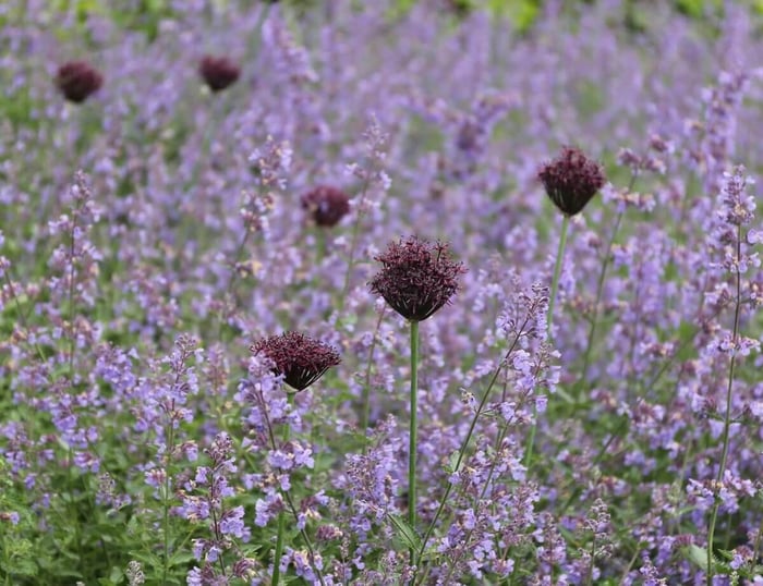 How-to-Combine-Alliums-With-Perennials-Longfield-Gardens