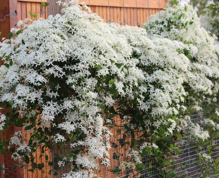 How to Use White in Your Flower Garden - Longfield Gardens