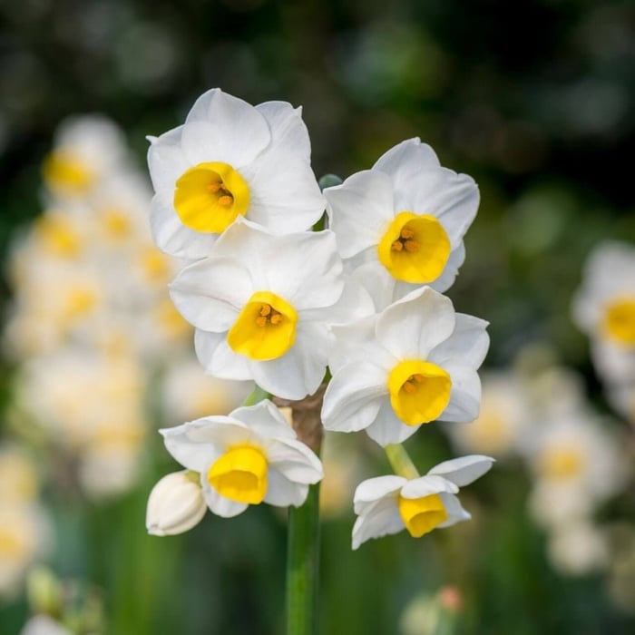 Avalanche Daffodil 10 Must Grow Daffodils
