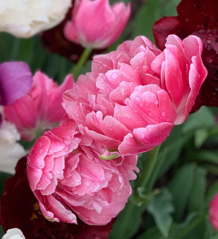 Perfectly Pink Tulips - Longfield Gardens