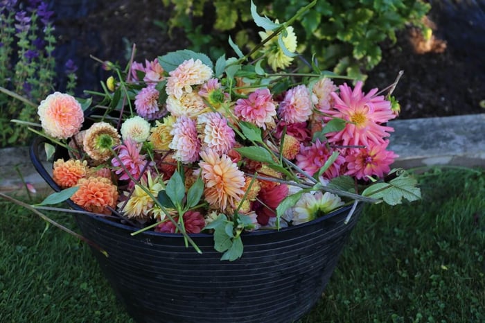 Dinnerplate Dahlias Tips for Success - Longfield Gardens