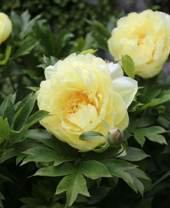 How to Use Yellow in Your Flower Garden - Longfield Gardens
