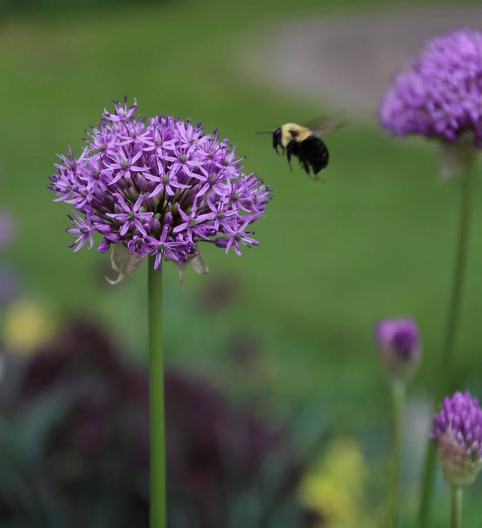 How-to-Combine-Alliums-With-Perennials-Longfield-Gardens
