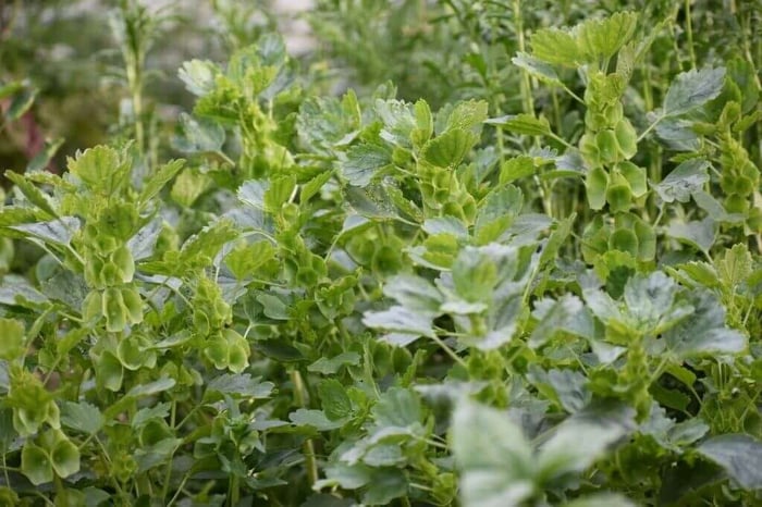 Best filler for a cut flower garden Longfield Gardens