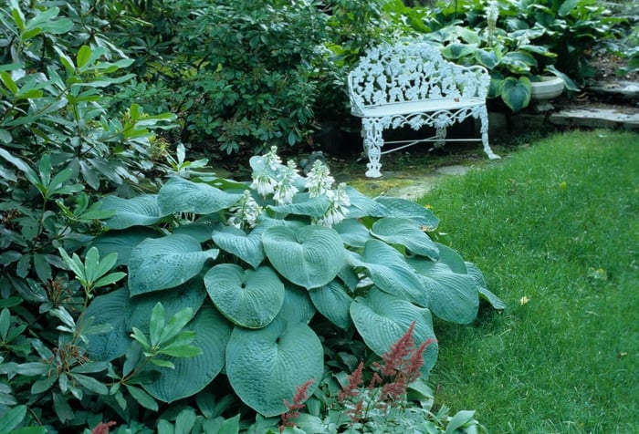 How to Make Your Shade Garden Shine - Longfield Gardens