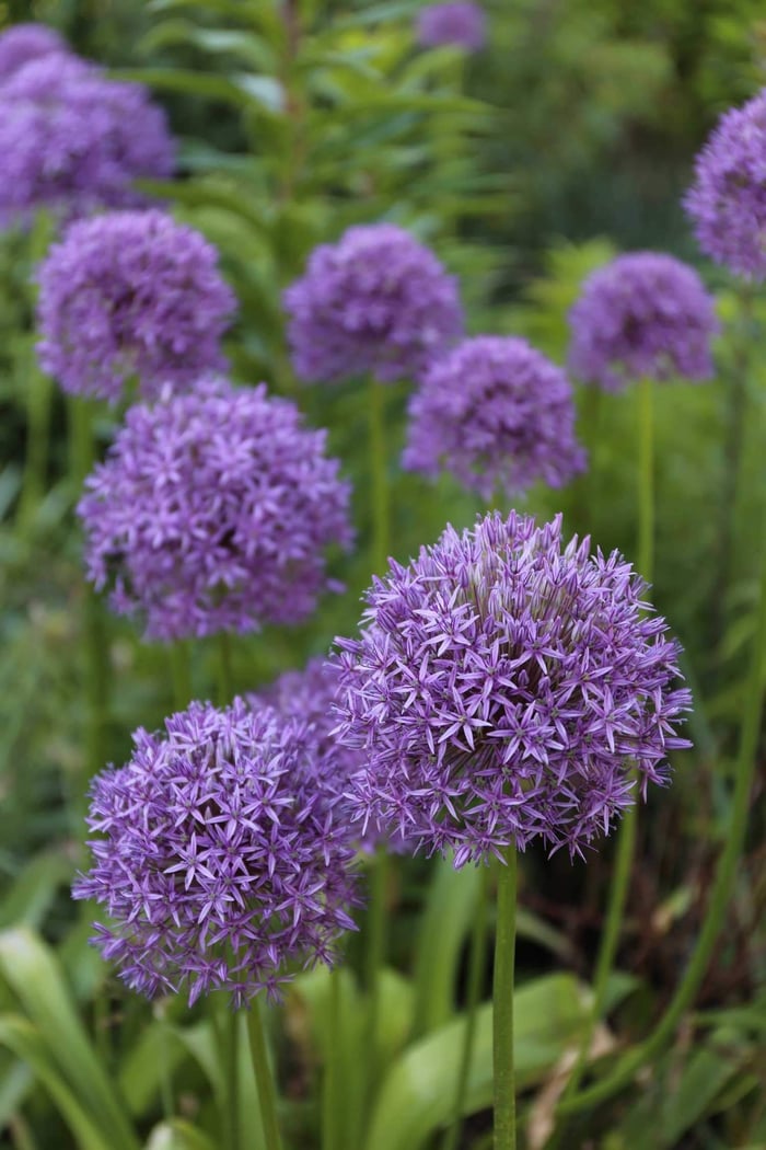 Planning Guide for Alliums - Longfield Gardens