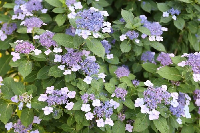 Best Cut Flowers for Shady Gardens - Longfield Gardens