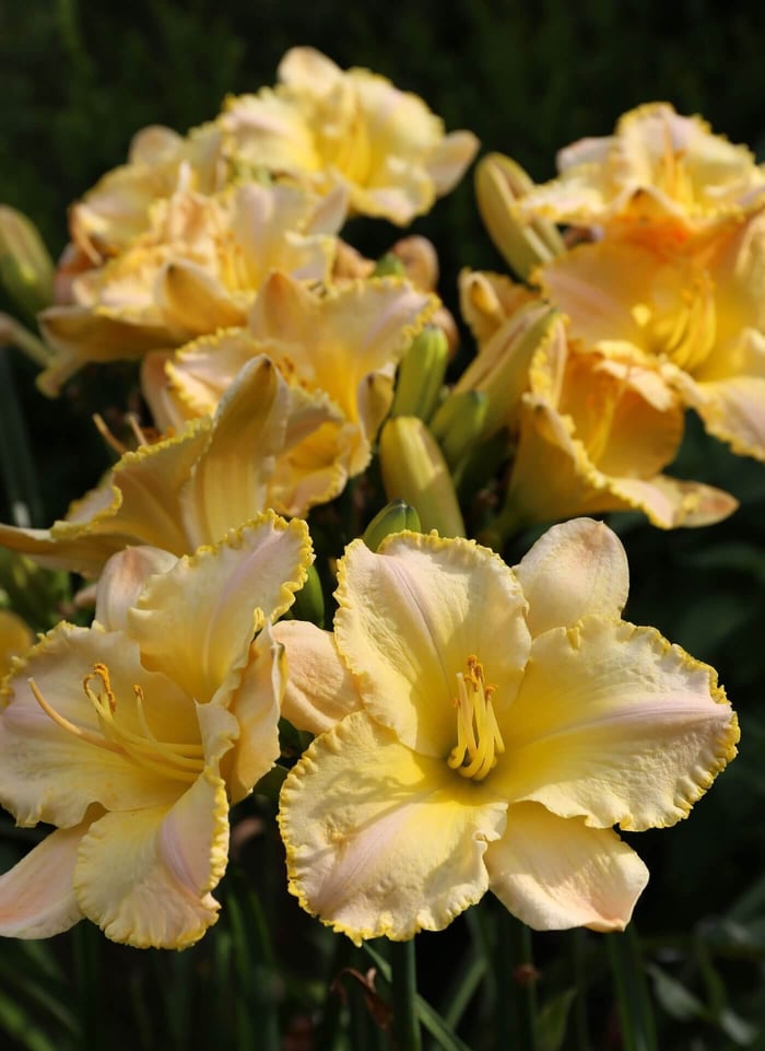 Landscaping-With-Daylilies-Longfield-Gardens