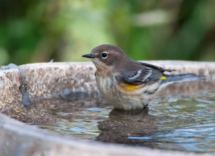 How to Attract Birds to Your Garden - Longfield Gardens
