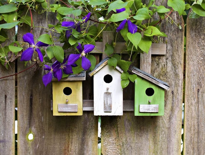 How to Attract Birds to Your Garden - Longfield Gardens