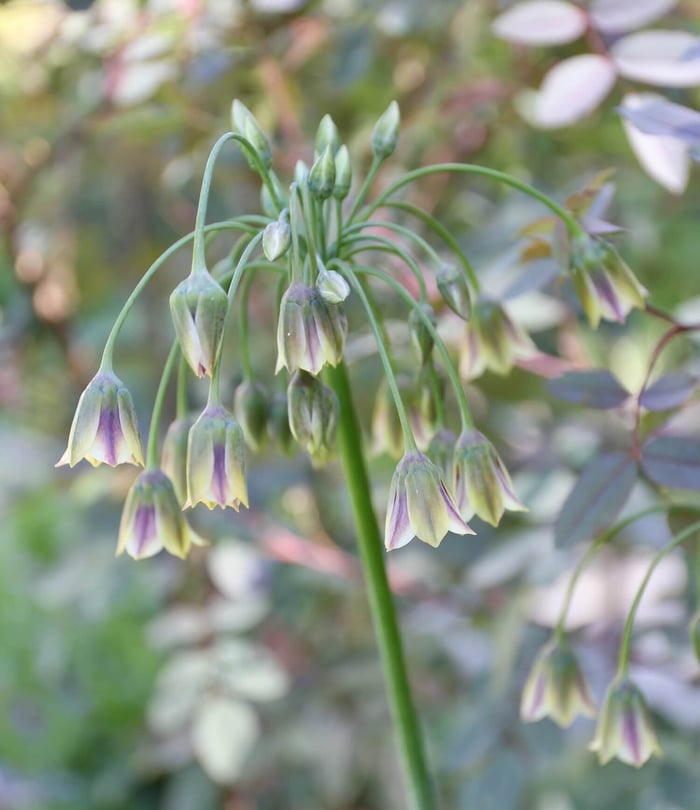 A Wonderful Allium by Any Name Sicilian Honey Garlic - Longfield Gardens