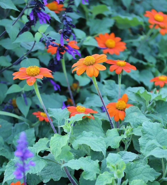 How to Use Purple Flowers in Your Garden - Longfield Gardens