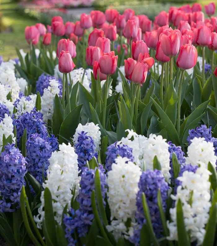 What to Plant This Fall: Inspiration from Holland - Longfield Gardens