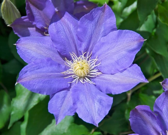 6-Tips-for-Growing-Clematis-Longfield-Gardens