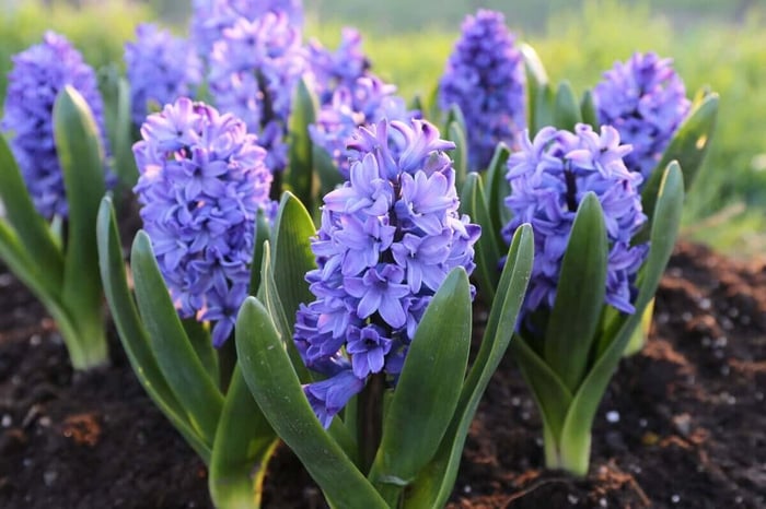 blue-hyacinths