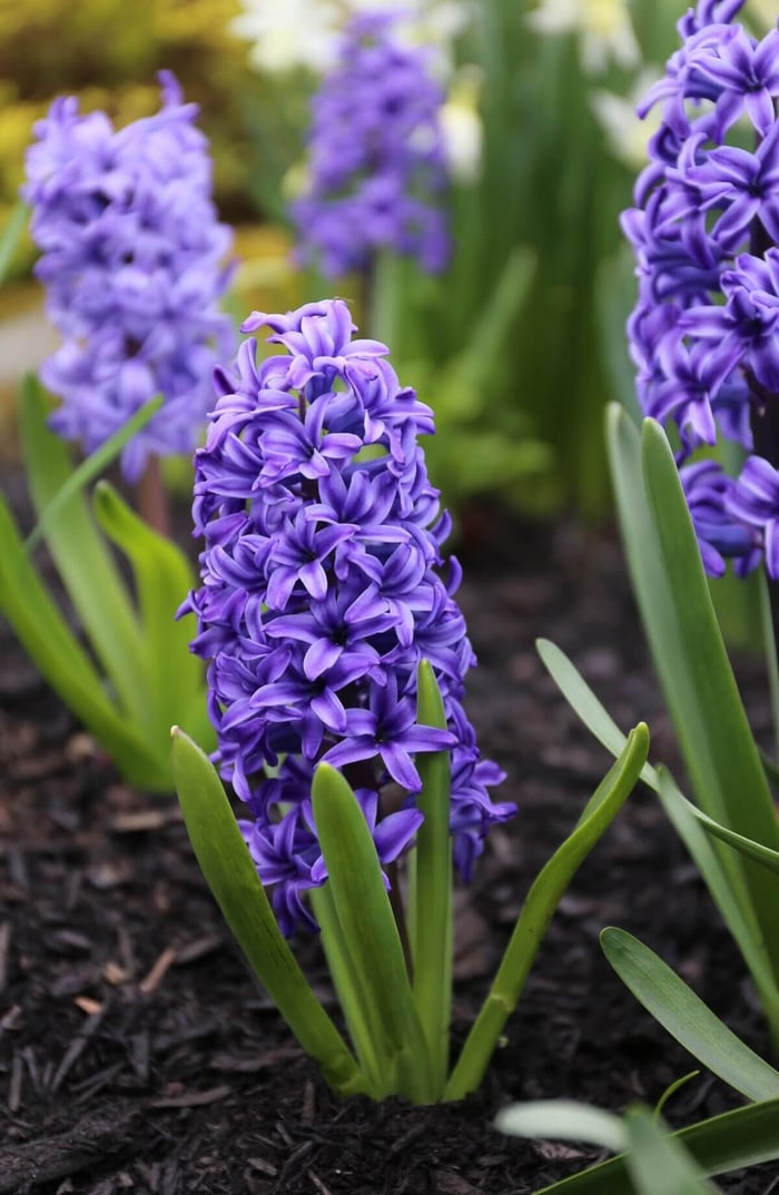 Make Room in Your Garden for Hyacinths - Longfield Gardens