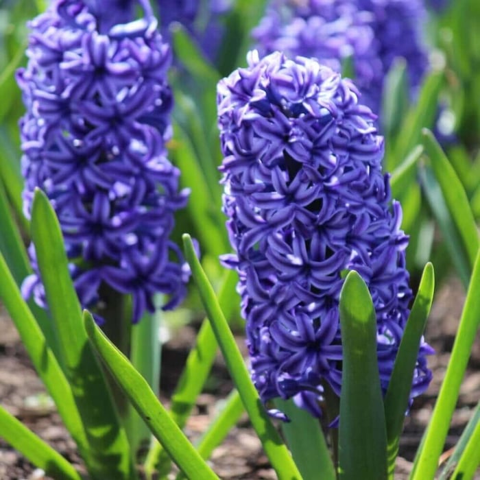 blue_hyacinth_c4731eda-4ba3-485a-80e8-600c13cc0c9e.jpg?v=1765906152