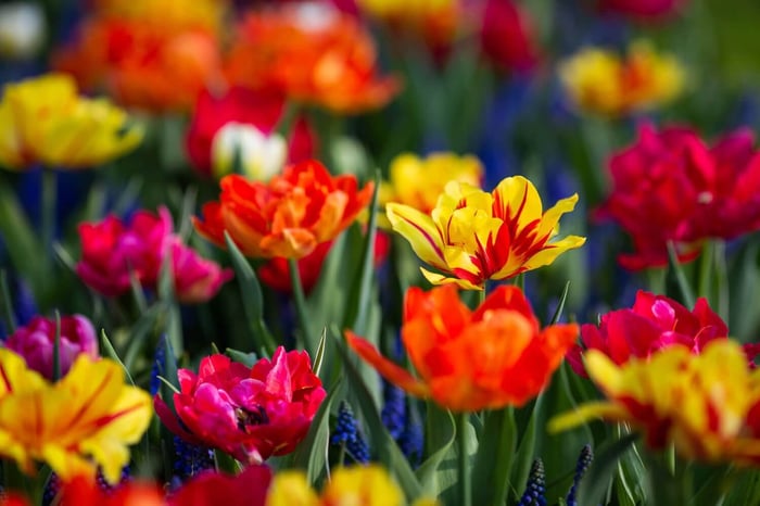 What to Plant This Fall: Inspiration from Holland - Longfield Gardens