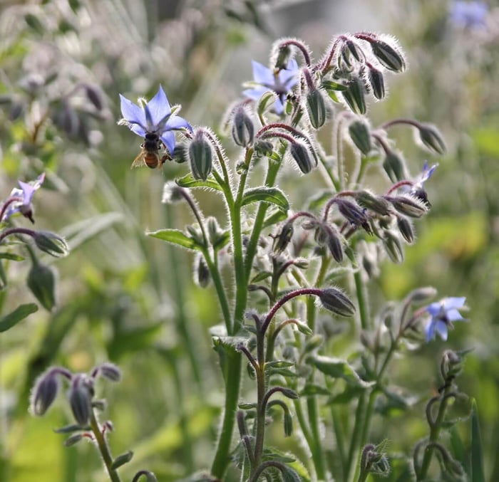 Bee-Friendly Flower Styles - Longfield Gardens