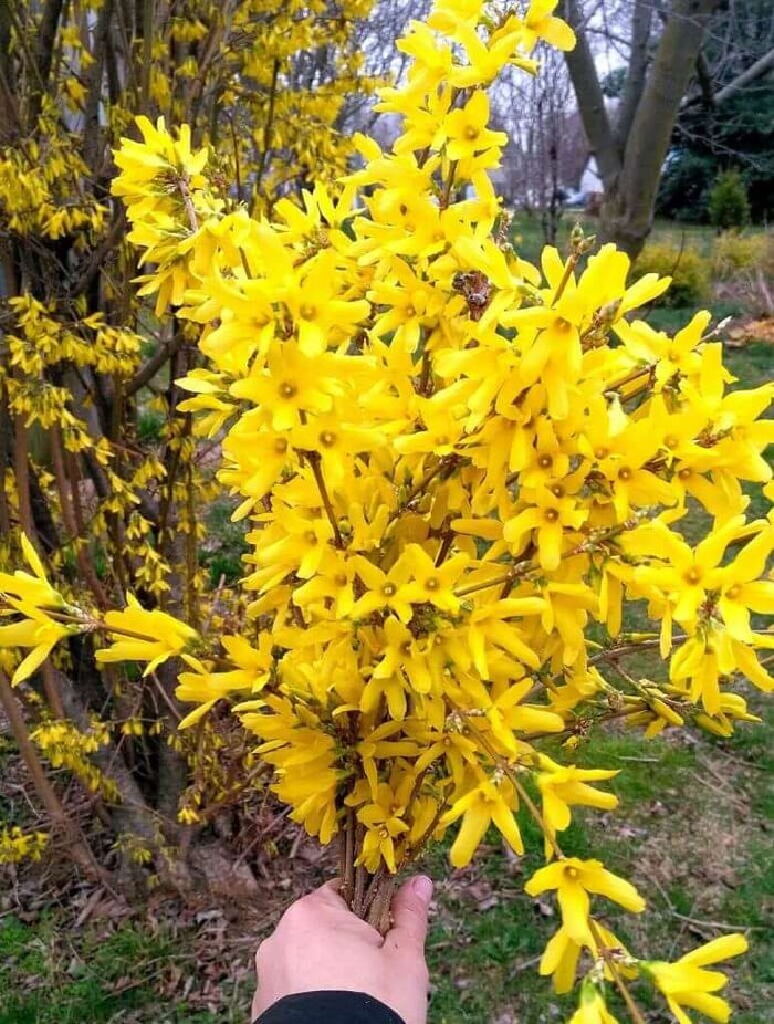 Force Branches for Winter Blooms - Longfield Gardens