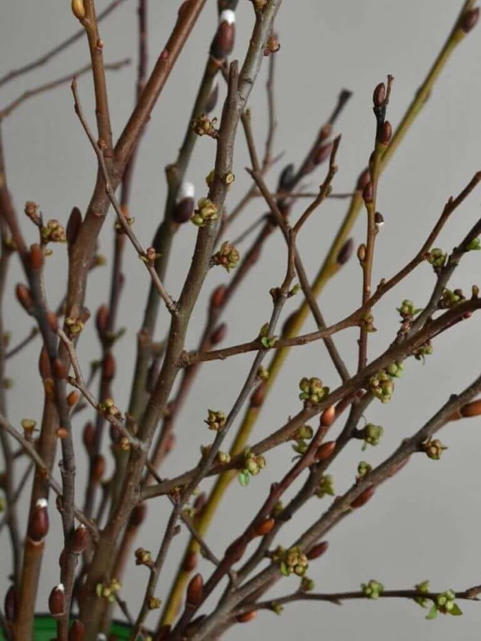 Force Branches for Winter Blooms - Longfield Gardens