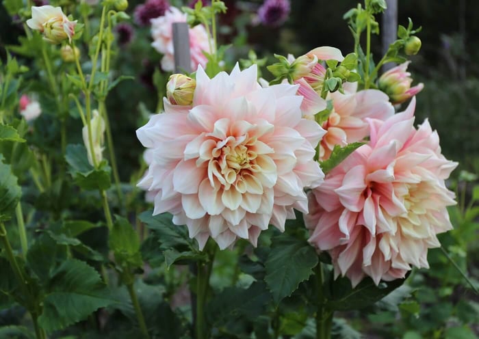 How to Design a Backyard Cutting Garden - Longfield Gardens