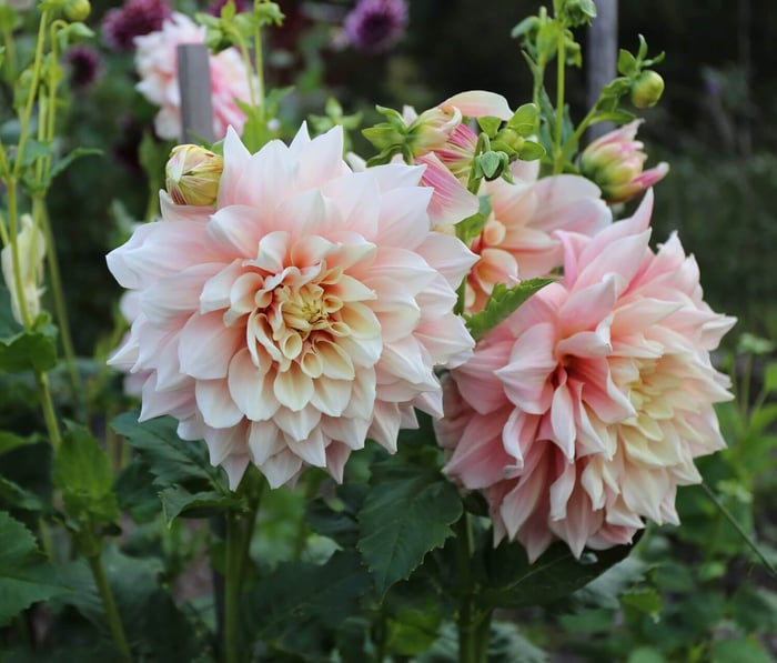 Dinnerplate Dahlias Tips for Success - Longfield Gardens