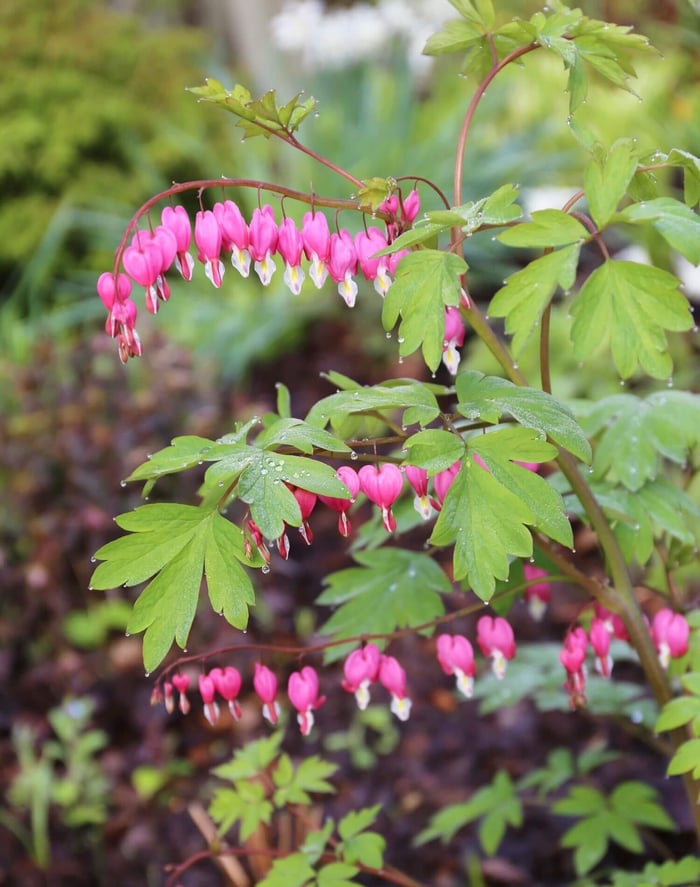 Plants for Your Flower Garden - Bleeding Heart - Longfield Gardens