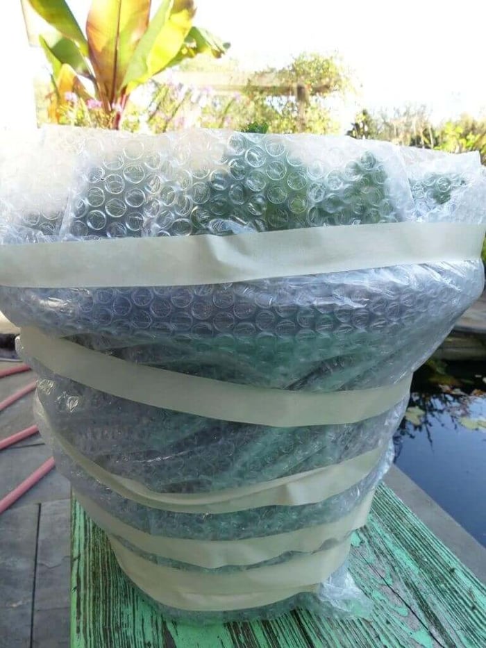 Tips for Growing Spring Bulbs in Containers - Longfield Gardens