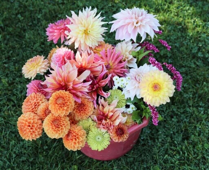 10 Questions About Growing Dahlias - Longfield Gardens