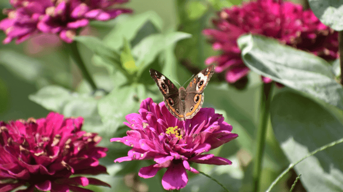 Buckeye Butterfly