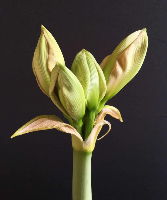 How to Use Amaryllis as Cut Flowers - Longfield Gardens