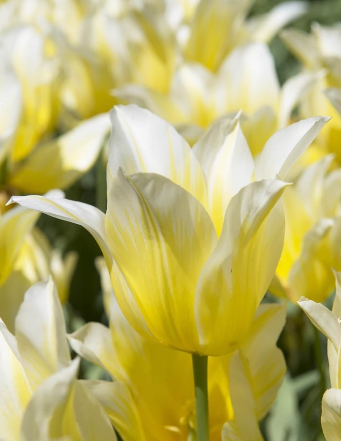 New Tulips for Your Spring Garden - Longfield Gardens