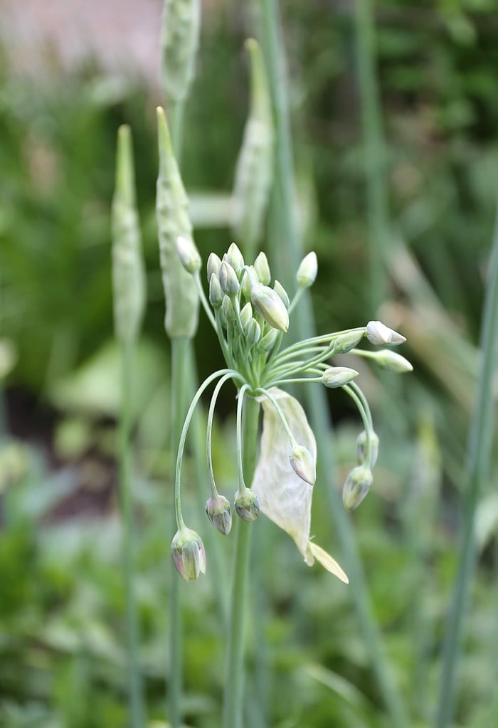 A Wonderful Allium by Any Name Sicilian Honey Garlic - Longfield Gardens