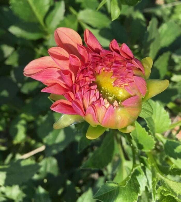10 Questions About Growing Dahlias - Longfield Gardens