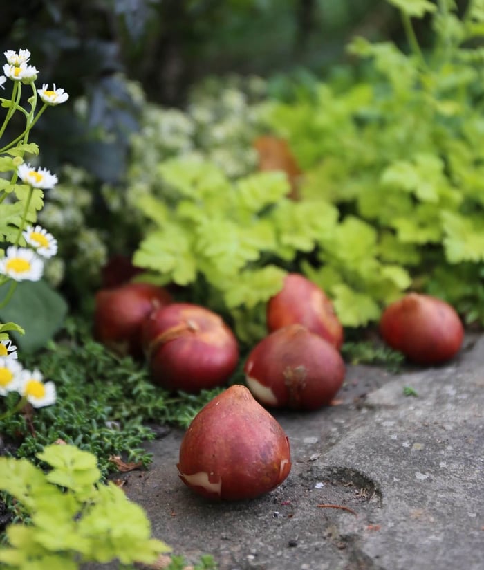 When to Plant Spring Blooming Bulbs - Longfield Gardens