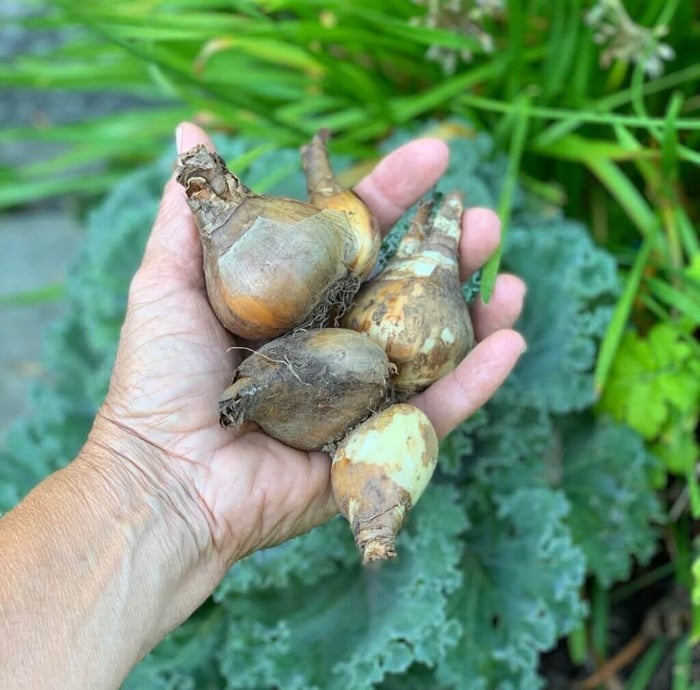 Fall-Planted Flower Bulbs Why Size and Quality Matter - Longfield Gardens