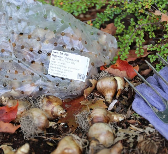When to Plant Spring Blooming Bulbs - Longfield Gardens