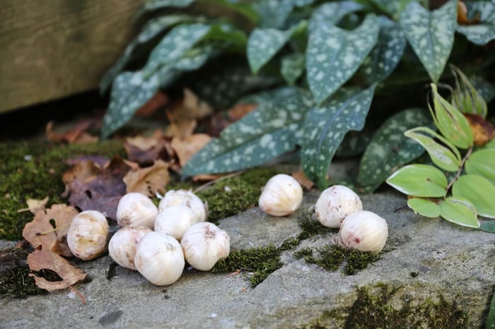 When to Plant Spring Blooming Bulbs - Longfield Gardens