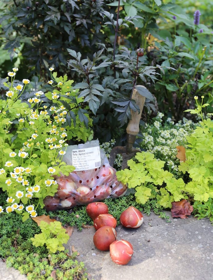 When to Plant Spring Blooming Bulbs - Longfield Gardens