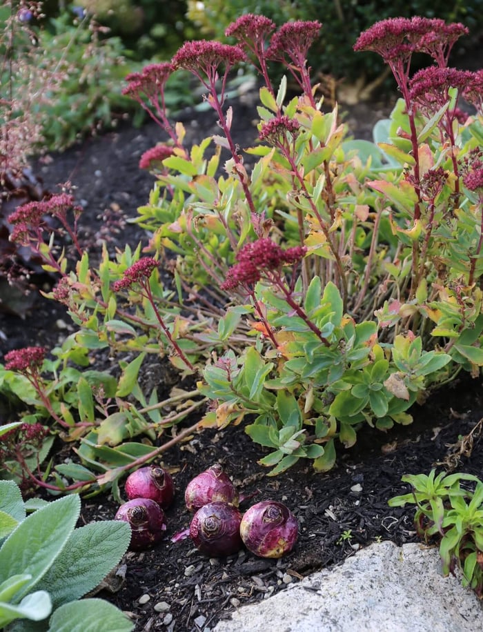 When to Plant Spring Blooming Bulbs - Longfield Gardens