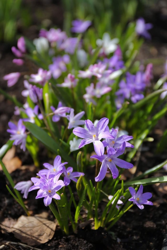 When to Plant Spring Blooming Bulbs - Longfield Gardens