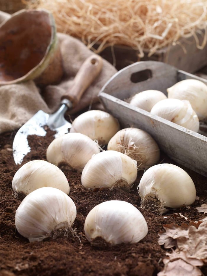 How to Protect Flower Bulbs from Voles - Longfield Gardens