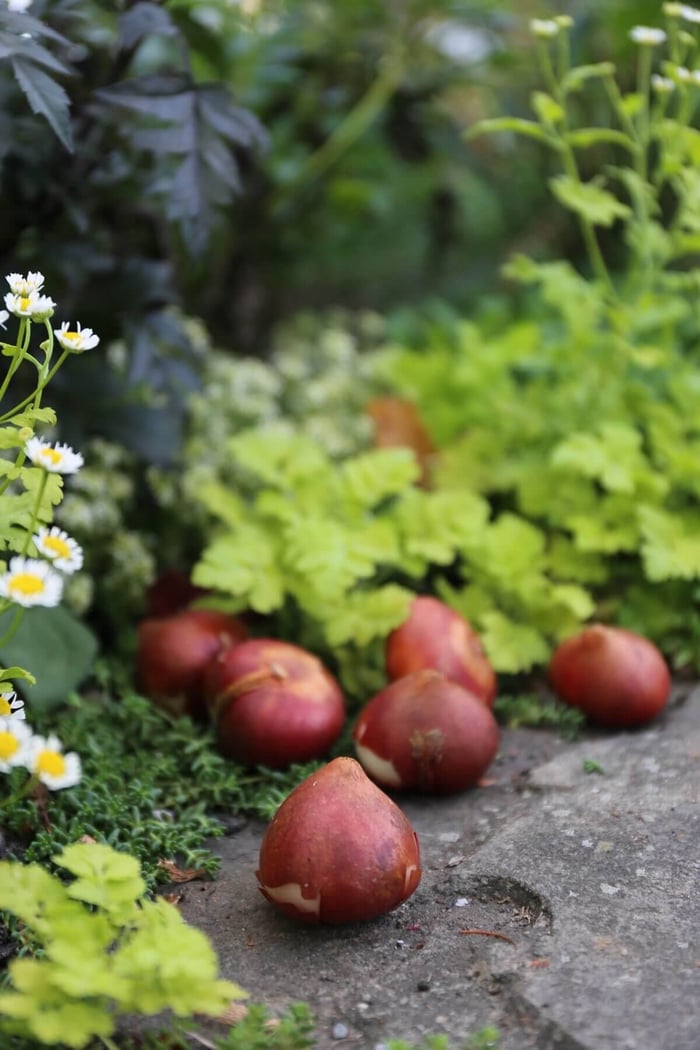 7 Tips for Planting Tulip Bulbs - Longfield Gardens